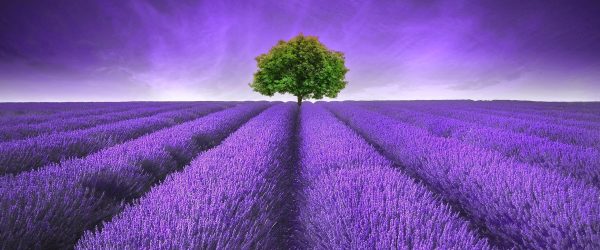 Beautiful image of lavender field Summer sunset landscape with single tree on horizon contrasting colors